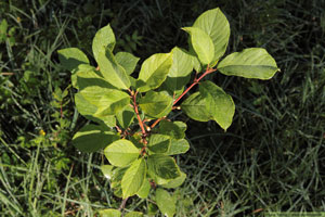 Brakved, Frangula alnus